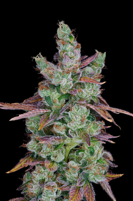 The Real Story of Sour Diesel: Its Creation, Name, and Sudden Disappearance / AJ Sour Diesel